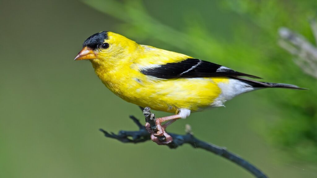 Identifying Birds with Kid Binoculars