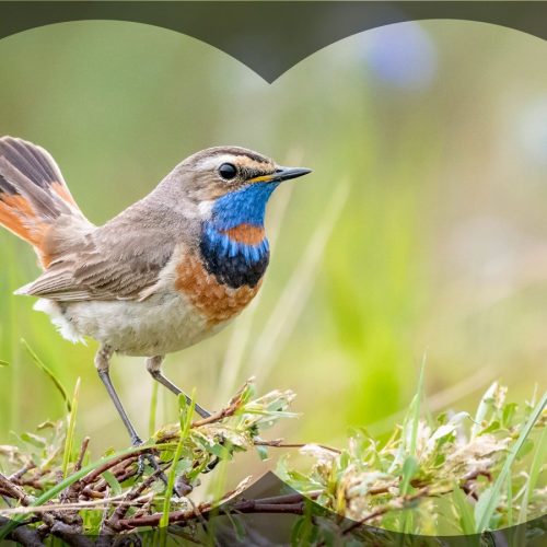 Intro Bird Watching for Kids: Identifying Birds with Kid Binoculars